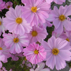 Apollo Lovesong Cosmos Seeds - 200+ Pack for Garden Planting - Colorful Annual Flowers - Cosmos bipinnatus