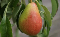 Louise Bonne of Jersey Pear Seeds - 25+ Pack - Organic Garden Seeds - Pyrus communis - USA