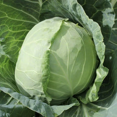50 Organic Golden Acre Cabbage Seeds - Heirloom Non-GMO Vegetable for Easy Garden Growing (Brassica oleracea)