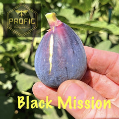 Ficus "Black Mission" Fig Tree Plant - Hardy Cold Tolerant - Perfect for Gardens - Ficus carica