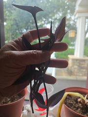 Purple Heart Wandering Jew Cuttings - 5+ Live Tradescantia Pallida Purpurea Plant Cuttings for Propagation