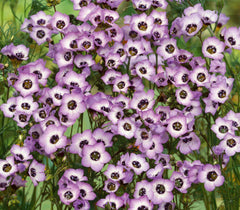Bird's Eyes Gilia Seeds 500+ Tricolor Annual Flower - Gilia Tricolor - Attracts Hummingbirds - USA Free Shipping