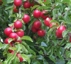 Cherry Plum Tree Seedling - Unique Sweet-Tart Plums - Prunus cerasifera - Live Dormant Plant (No Shipments to CA or HI)