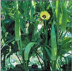 Okra Seeds, 500 Non-GMO Heirloom Clemson Variety, Okra Garden Seeds, Abelmoschus esculentus