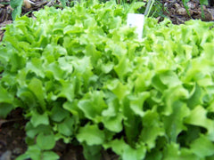 875 Seeds Lettuce Black Seeded Simpson - Heirloom Vegetable Seeds - Lactuca sativa - Non-GMO, Easy to Grow