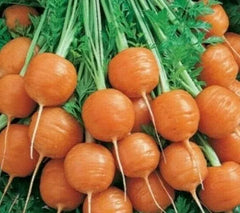 Parisian Carrot Seeds 500+ Non-GMO Vegetable Garden Culinary Soups Daucus carota