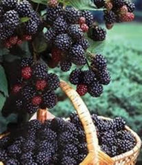 Black Hawk Raspberry Plant 1-2 yr Old Hardy Fruit Rubus occidentalis Self-Pollinating, Cold-Hardy, High-Yield 3-4 ft