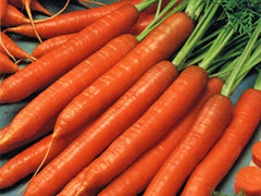 Scarlet Nantes Carrot Seeds - 100 Heirloom Non-GMO Seeds, Sweet & Crispy, Daucus carota
