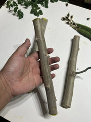 Organic Moringa Oleifera Cuttings - 6 Pack, 8-10 Inches, Nutrient-Rich Superfood Plant for Home Gardening