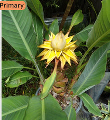 Chinese Dwarf Yellow Banana Live Starter Plant - Golden Lotus Musella Lasiocarpa - Tropical Indoor Plant for Home Garden