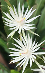 E Hookeri Epiphyllum Orchid Cactus Cuttings - 2 Fresh 6-8" Long Fragrant Green Plants for Propagation and Home Decor