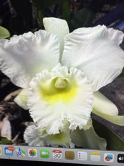 Orchid Plant - 4 Rooted Stem - Bc Pastoral Innocence - Bare Root - Beautiful Flowering Houseplant