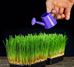 Wheat Microgreens Seeds 5 Pounds - Organic Wheat Berries for Germination, Triticum aestivum