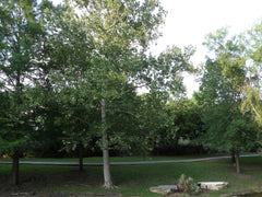 American Sycamore Tree - Buttonwood Variety - Platanus occidentalis - P Glabrata Button Ball