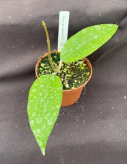 Rare Hoya sp. Burma EPC 328 Rooted Plant 2.5" Pot