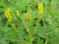 1200 Seeds Clover Yellow Flower Sweet Trifolium repens - GroCo USA - Bulk Clover Seeds for Planting