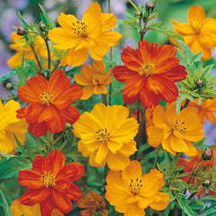 Cosmos Seeds - 200+ Polidor Mix - Colorful Flower Seeds for Garden Planting - Free Shipping in USA