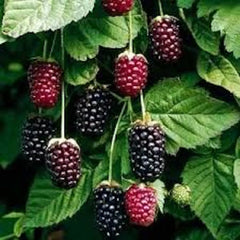 Thornless Boysenberry Plant Starter - 10 Bare Root Plants Rubus ursinus × Rubus idaeus - Sweet-Tart Hybrid Fruit Shrub
