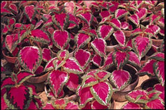 Coleus Seeds - Color Pride Variety - 40 Fresh Seeds - Plectranthus scutellarioides - FREE Shipping