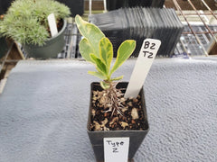 Euphorbia Milii Variegated - Type 2 - Crown of Thorns Plant - Unique Variegation - Indoor/Outdoor Succulent
