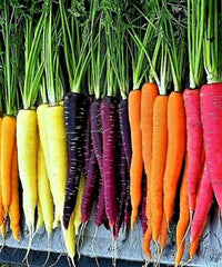 Rainbow Carrot Seeds Mix - 200+ Heirloom Non-GMO Organic Seeds - Colorful Vegetable Garden Variety