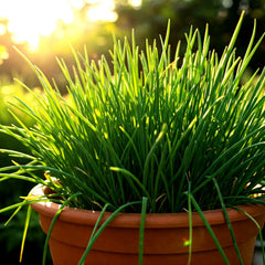 Chives Seeds - 1000 Non-GMO Green Onion Seeds, Perennial Herb for Garden, Allium schoenoprasum, Free Shipping