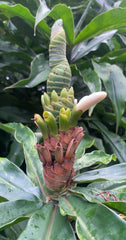 Yellow Spiral Ginger Rooted Cuttings 5-Pack Dimerocostus strobilaceus Hawaii Grown