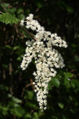 Ocean Spray Bush Seeds 50 Seeds - Cream Bush, Holodiscus discolor, Native Plant, Garden Seeds