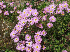 7 Pink Ryans Mums Roots - Live Chrysanthemum Plants, Perennial Daisy, Pink Color