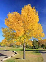 Green Ash Tree Seeds - 15 Pack - Fraxinus pennsylvanica - Ideal for Landscaping & Reforestation