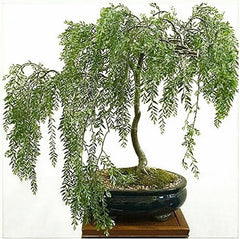 Willow Bonsai Cutting - Rare Indoor Plant - Salix spp. - Perfect for Beginners and Bonsai Enthusiasts