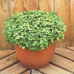 Organic Watercress Seeds - 2000+ Non-GMO Indoor Herb for Container & Shade Garden (Nasturtium officinale)