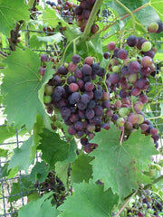 Wine Grape Seeds - 20 Pack - Vitis vinifera - Premium Quality for Home Gardening and Vineyard Cultivation