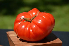 German Johnson Tomato Seeds - 120+ Non-GMO Organic Heirloom Seeds - Perfect for Home Gardening