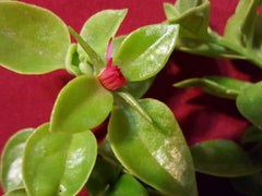 Sun Rose Cutting 10 pcs 3" to 5" Red Apple (Aptenia cordifolia) for Rooting