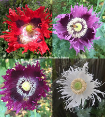 Poppy Seeds JIMI'S FLAG MIX Organic 500 Seeds Red Purple Breadseed Poppies (Papaver somniferum)