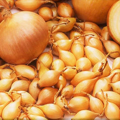 Yellow Spanish Globe Onion Sets - Long Day Bulb Seed - Allium cepa - Fast Shipping