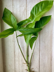 20 Rooted Plant Cuttings - Arrowhead Vines (Syngonium podophyllum) - Indoor Houseplants, Green Foliage