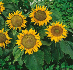 Dwarf Sunflower Seeds - 12" Heads, Non-GMO, 50 Seeds - Sunspot Variety (Helianthus annuus)
