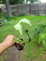 Syngonium Podophyllum Plant - 3 Inch Pot - Arrowhead White Butterfly - Indoor Houseplant