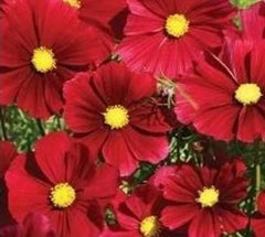 Cosmos Flower Seeds - 100+ Dazzler Seeds - Colorful Annuals for Garden - Cosmos bipinnatus