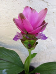 PINK Siam Tulip Plant Babies 2x - Curcuma Alismatifolia - Ginger Curcuma, Tropical Perennial Bulb Plant