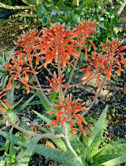"Zebra Maculata Aloe 10"-12" Bare Root Plant - Red Orange Flowering Aloe Vera"