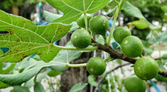 Sierra Fig Seeds - 100+ Count for Garden Planting - Ficus carica - USA Grown, Non-GMO