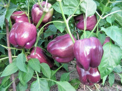Organic Purple Beauty Sweet Bell Pepper Seeds - 100+ Count - Easy Container Vegetable Garden - Capsicum annuum
