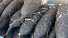 Long Black Spanish Radish Seeds - 500+ Count - Heirloom Vegetable Seeds - Raphanus sativus