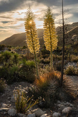 50 Our Lord's Candle Yucca Seeds, Chaparral Whipplei, USA Grown, Free Shipping