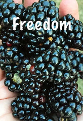 Live Thornless Blackberry Plants - 2 PRIME ARK FREEDOM, Cold Hardy, Produces 2 Crops - Rubus fruticosus
