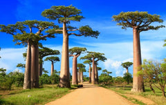 African Baobab Bonsai Tree Seeds - 5 Seeds - Adansonia digitata - Highly Prized for Bonsai Cultivation and Gardening