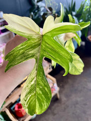 Rare Indoor Plant - Philodendron Florida Beauty Variegated - Bare Root - Uplifting Home Decor